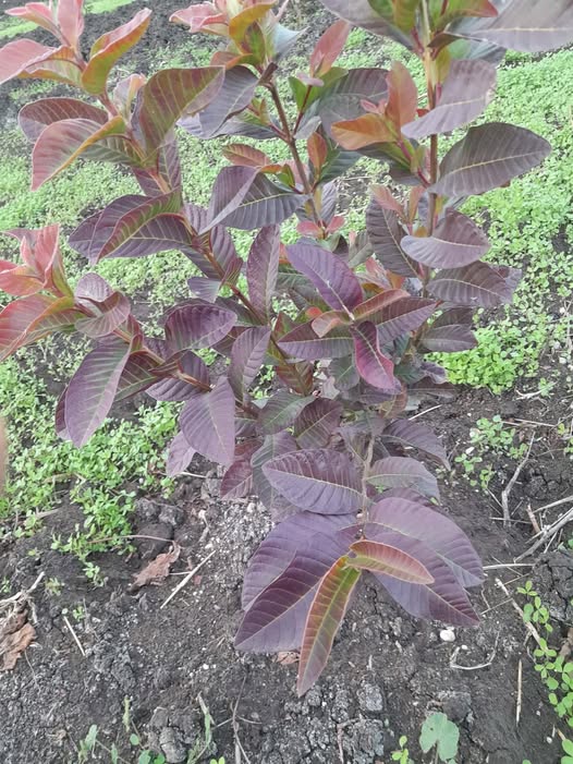 السلام عليكم ورحمة الله وبركاته دى شجر ة الجوافة عايز اعرف دي أعراض ايه وعلاجه